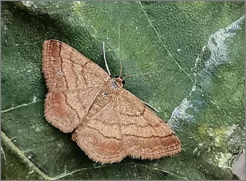 Réf. 329 154 : Scopula rubiginata